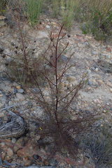 Cordylanthus rigidus