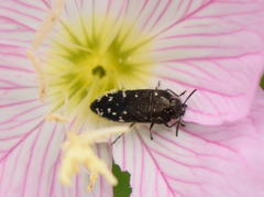 Acmaeodera ornatoides