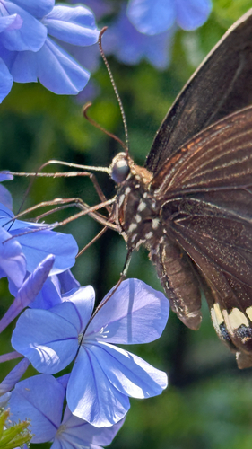 Common Mormon Swallowtail