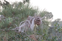 Pinus torreyana