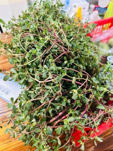 Common Purslane