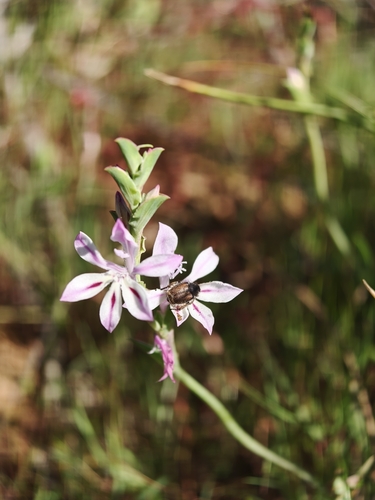 Lapeirousia divaricata