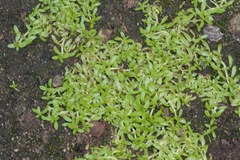 Callitriche marginata