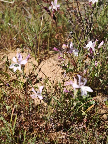 Lapeirousia divaricata