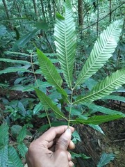 Pometia pinnata