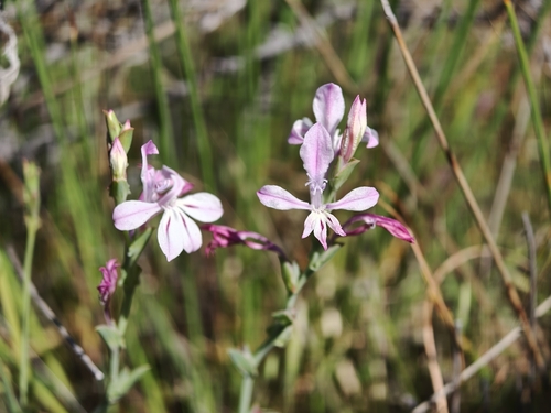 Lapeirousia divaricata