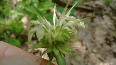 Monarda clinopodia