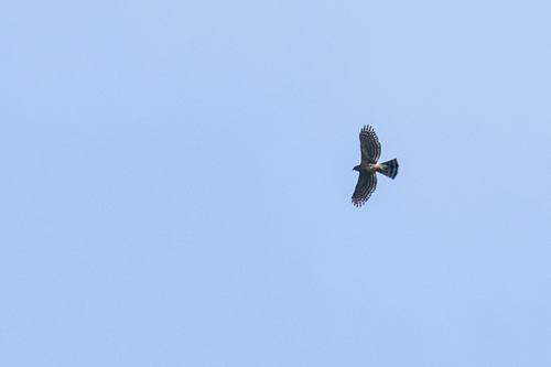 Crested Goshawk