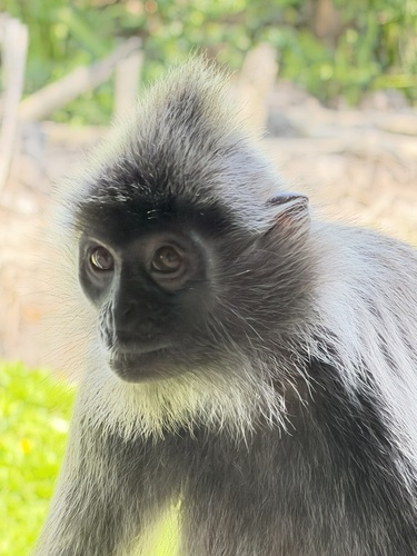 Silvered Leaf Monkey