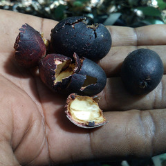 Pometia pinnata