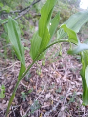 Polygonatum latifolium