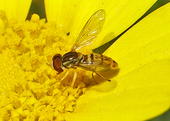 Toxomerus marginatus