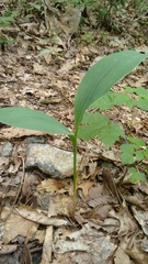 Convallaria pseudomajalis