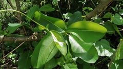 Cryptolepis buchananii