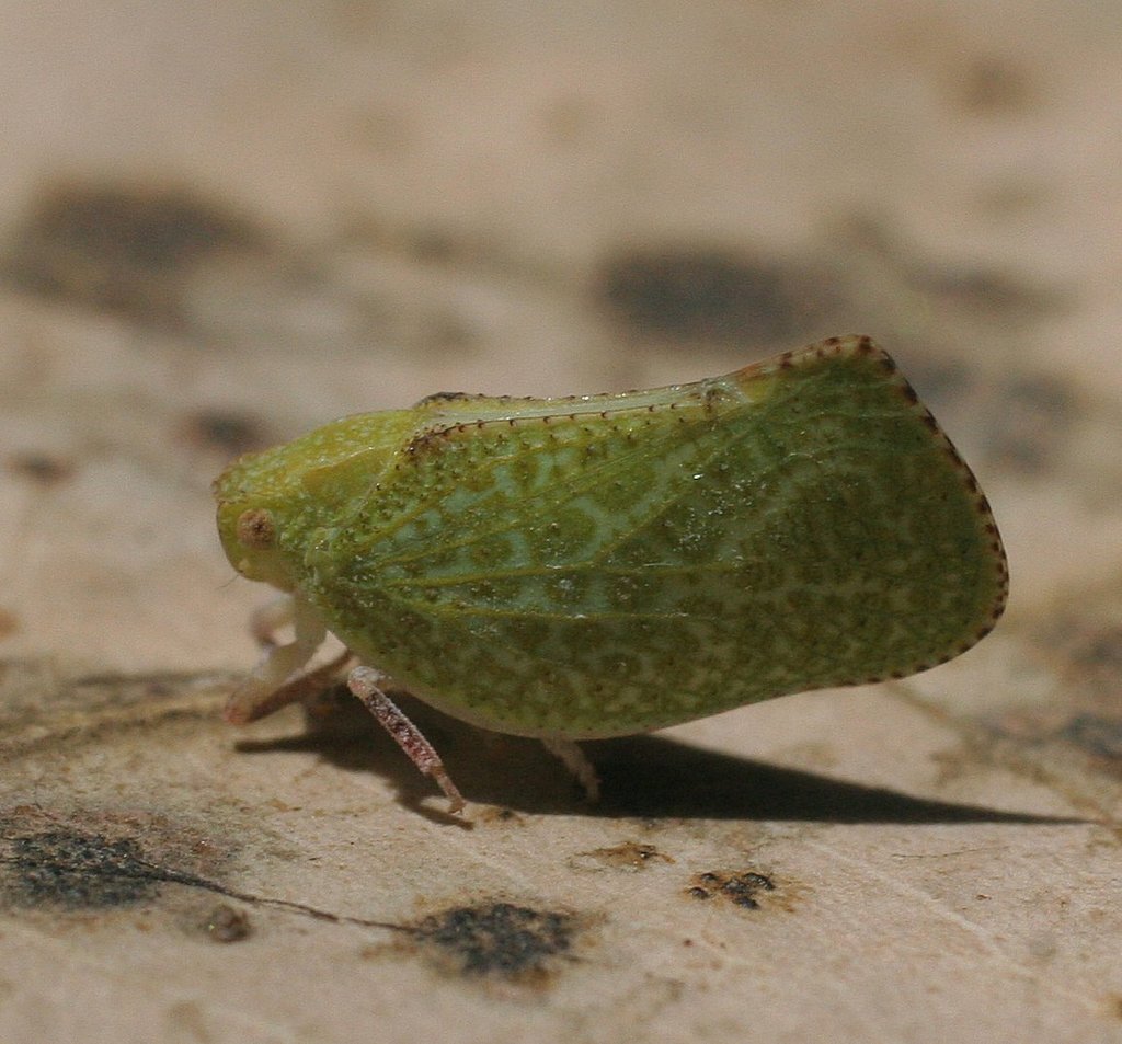 Siphanta nubecula