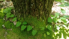Aristolochia macrophylla