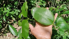 Cryptolepis buchananii