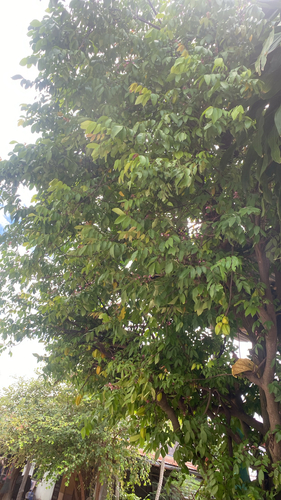 Starfruit