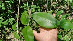 Cryptolepis buchananii
