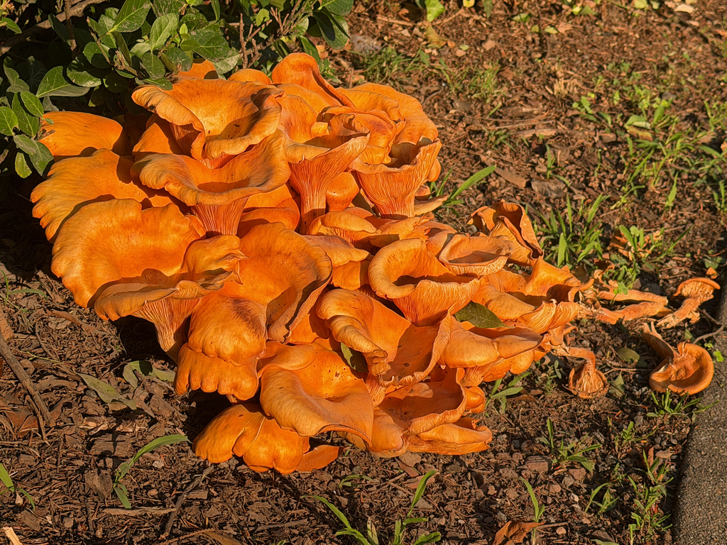 Eastern American jack-o'-lantern · August 2026 · photo: Photo: (c) Tom Pollard, some rights reserved (CC BY) · iNaturalist