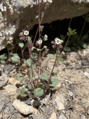 Phacelia barnebyana