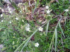 Stellaria neglecta