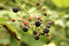 Rubus urticifolius