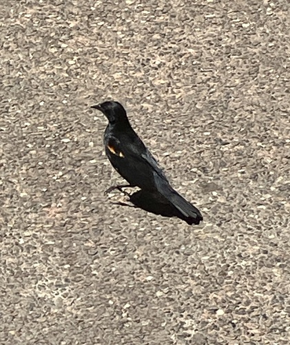 iNaturalist observation photo of Red-winged Blackbird