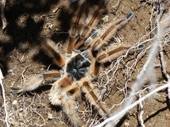 Phrixotrichus vulpinus