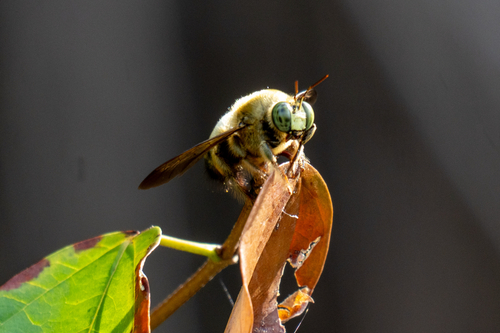 Collared Carpenter Bee