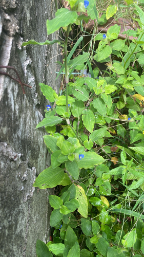 Benghal Dayflower