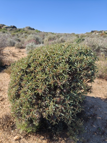 Euphorbia loricata