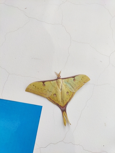 South China Moon Moth