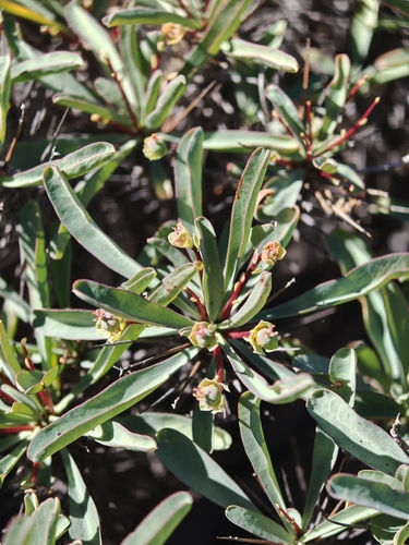 Euphorbia loricata, photograph 2