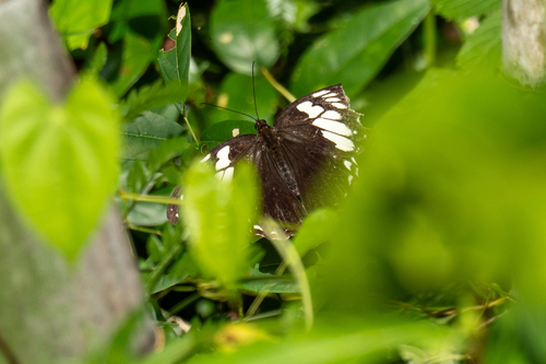 Penthema adelma