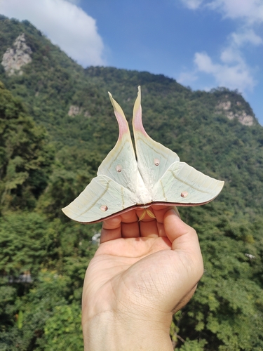 Chinese Moon Moth