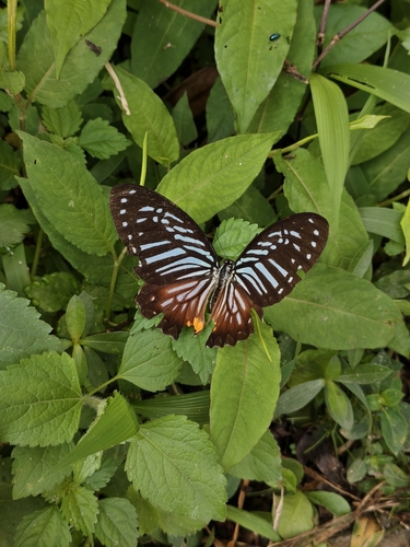 Great Zebra