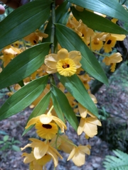 Dendrobium fimbriatum