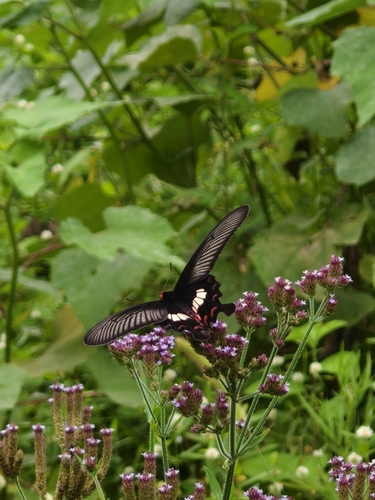 Common Rose Swallowtail