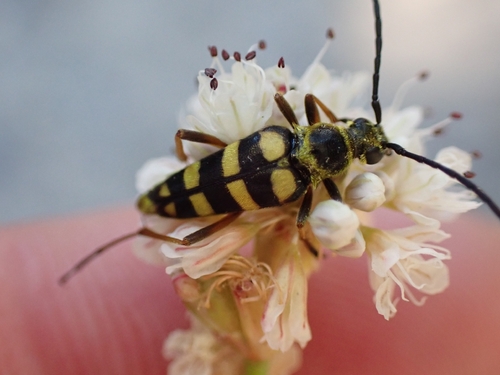 iNaturalist observation photo of Stenostrophia tribalteata