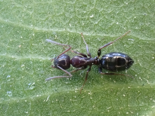 iNaturalist observation photo of Ants
