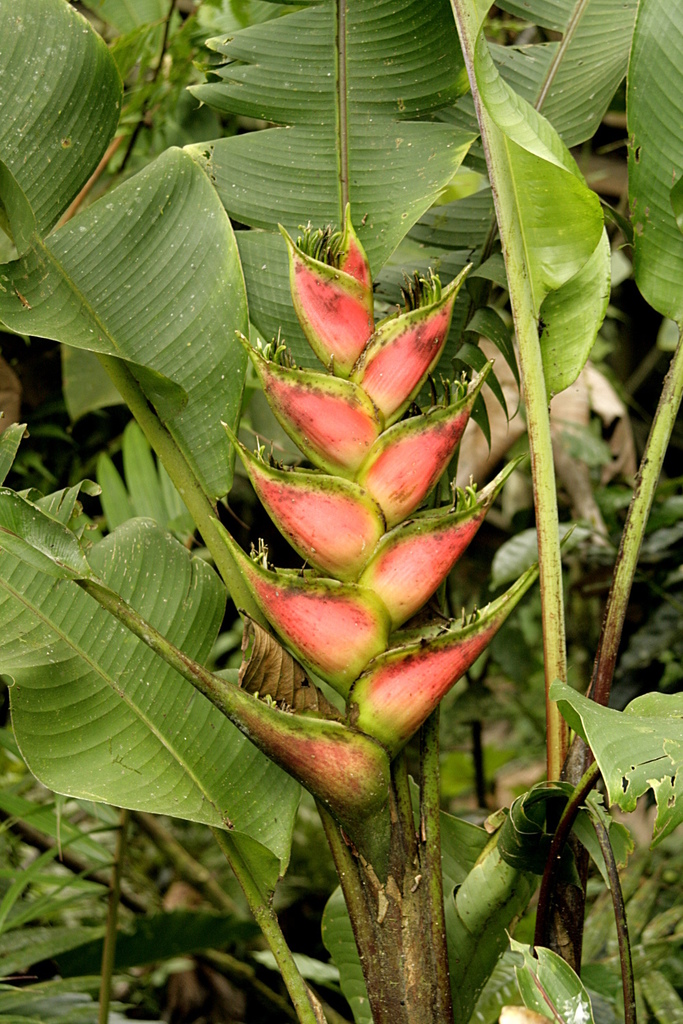 Red Christmas From Maquipucuna Metropolitan District Of Quito Ecuador red-christmas-from-maquipucuna-metropolitan-district-of-quito-ecuador