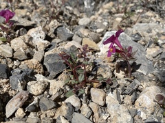 Phacelia barnebyana