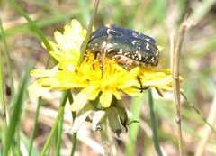Protaetia cuprea