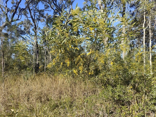 Acacia macradenia, photograph 3