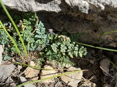 Argyrochosma jonesii