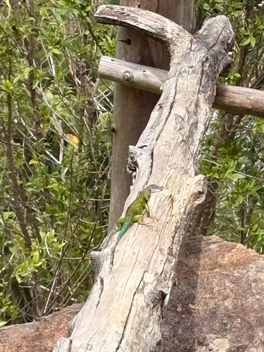 Emerald Swift