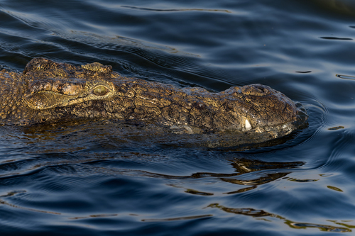 Nile Crocodile