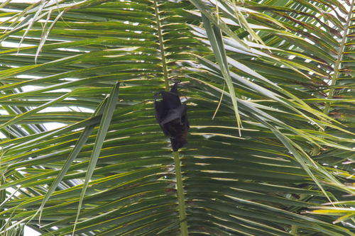 Chuuk Flying Fox