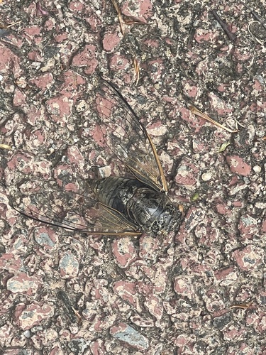 Eastern horse cicada
